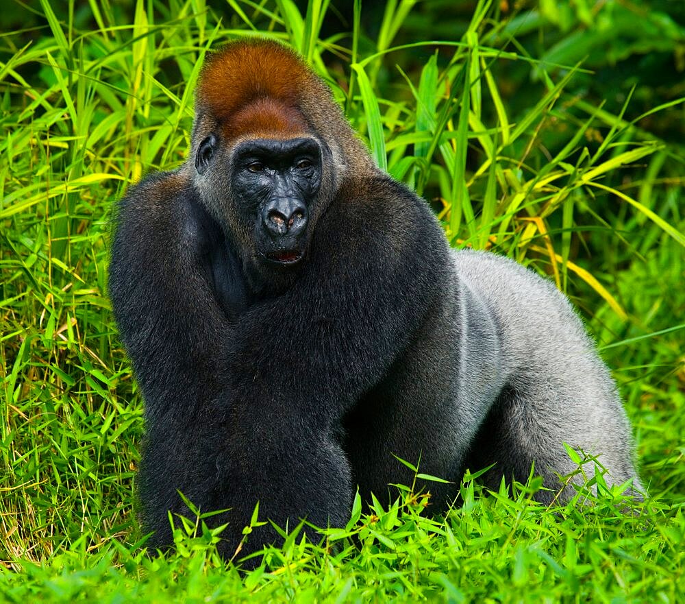 Lowland gorillas (Gorilla gorilla gorilla) in the wild. Republic of the Congo