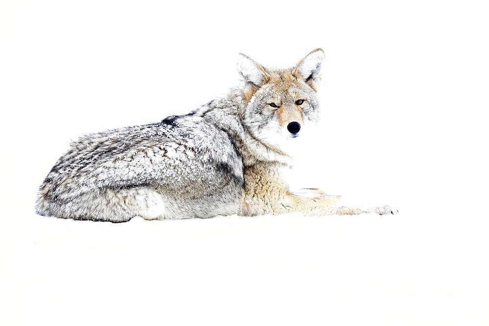 Coyote (Canis latrans) lying in snow, Yellowstone National park, USA