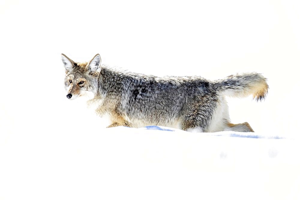 Coyote (Canis latrans) walking in snow, Yellowstone National park, USA