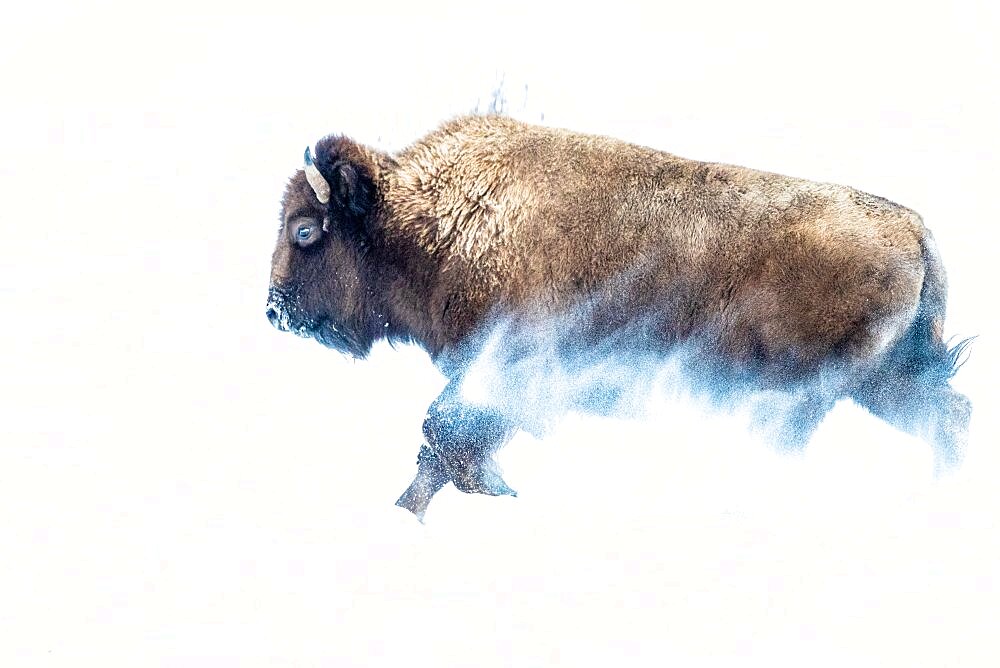 American Bison (Bison bison) walking in snow in winter, Yellowstone National park, USA