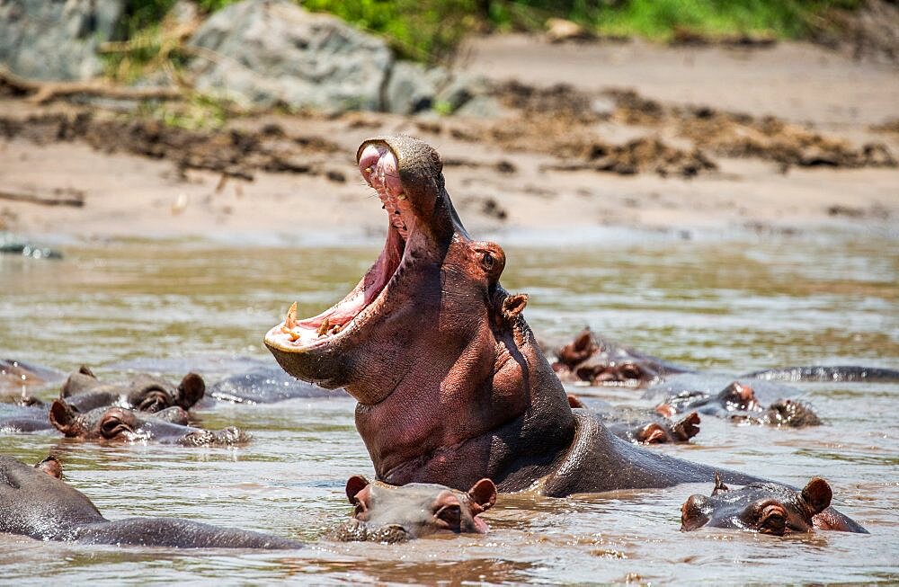 Hippo (Hippopotamus amphíbius) in water with wide open mouth. Serengeti National Park. Tanzania.