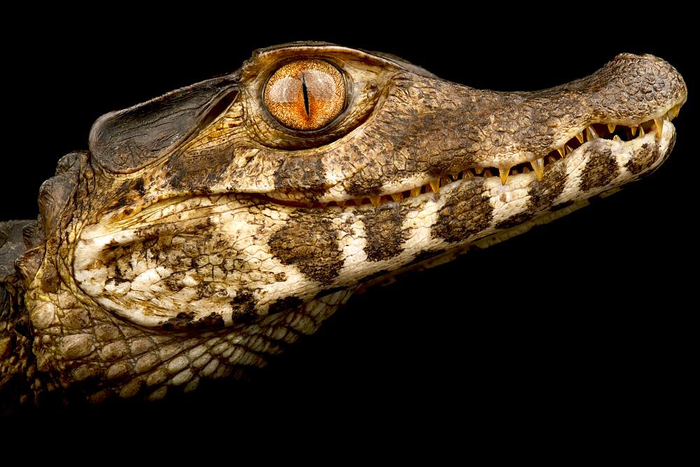 Smooth-fronted caiman (Paleosuchus trigonatus) (1), on black background