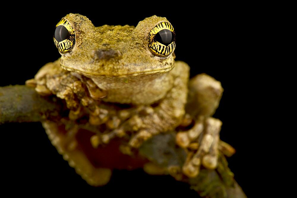 Oophagous slender-legged treefrog (Osteocephalus oophagus), on black background