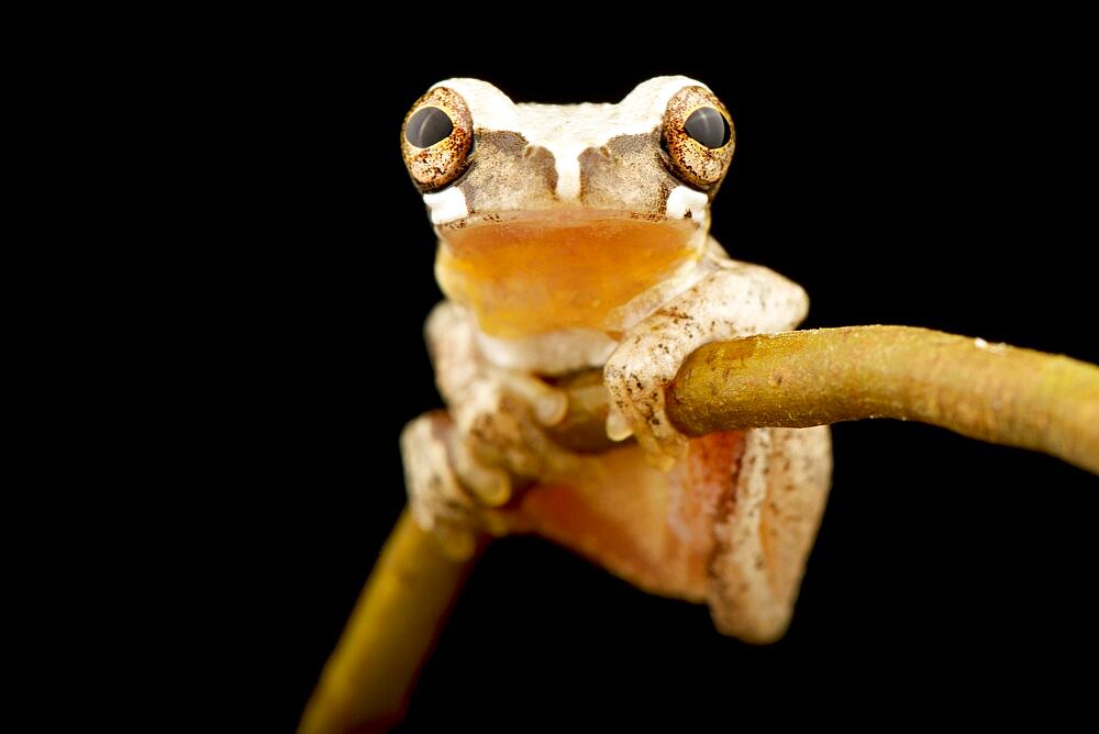 Miniscule treefrog (Dendropsophus minusculus), on black background