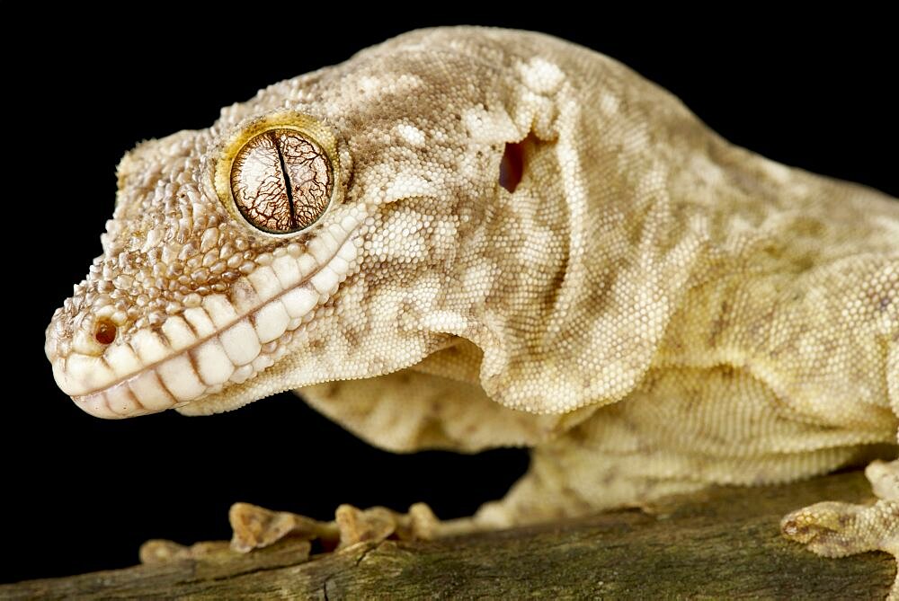 Lesser rough-snouted giant gecko (Rhacodactylus trachycephalus), on black background