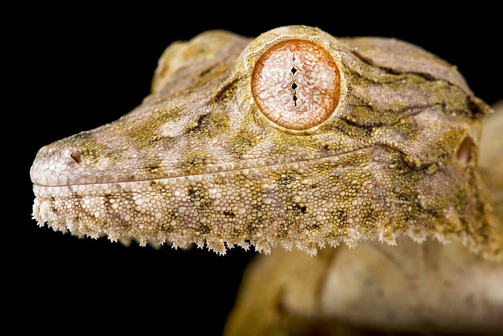 Henkel?s leaf-tailed gecko (Uroplatus henkeli), on black background