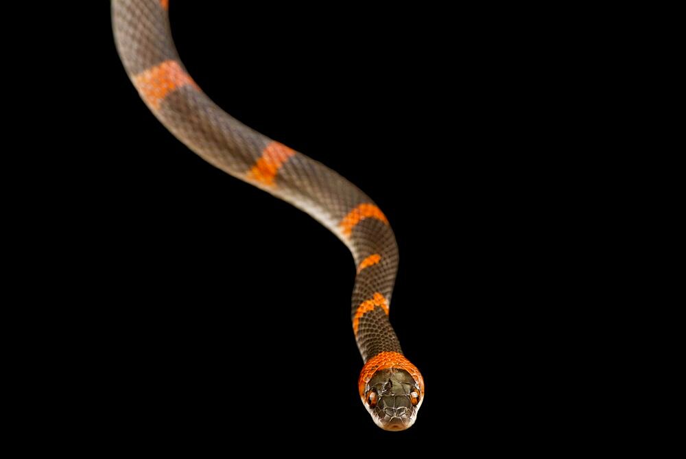 Forest Flame Snake (Oxyrhopus petola petola), on black background