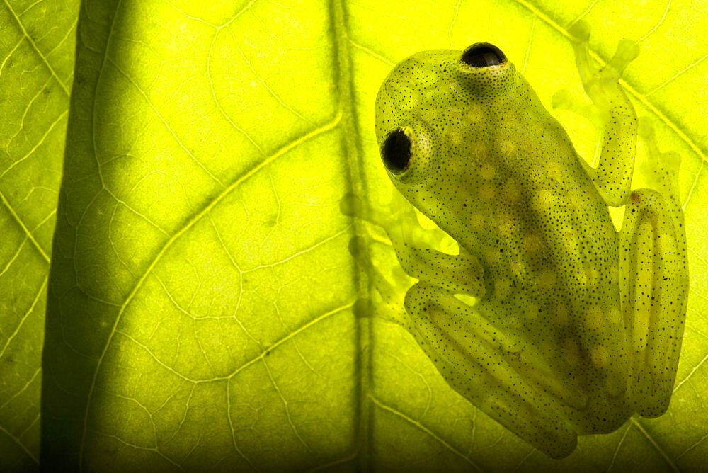 Cappelei's glassfrog (Hyalinobatrachium cappellei) on a leaf