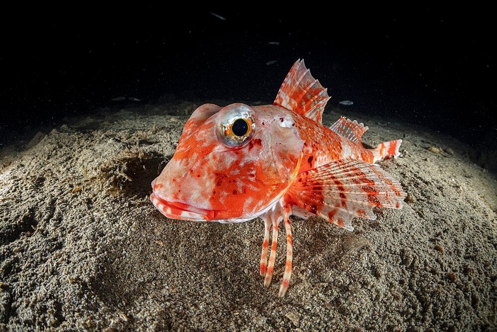 Streaked Gurnard (Trigloporus lastoviza), Puolo Bay, Marine Protected area Punta Campanella, Massa Lubrense, Penisola Sorrentina, Costa Amalfitana, Italy, Tyrrhenian Sea, Mediterranean