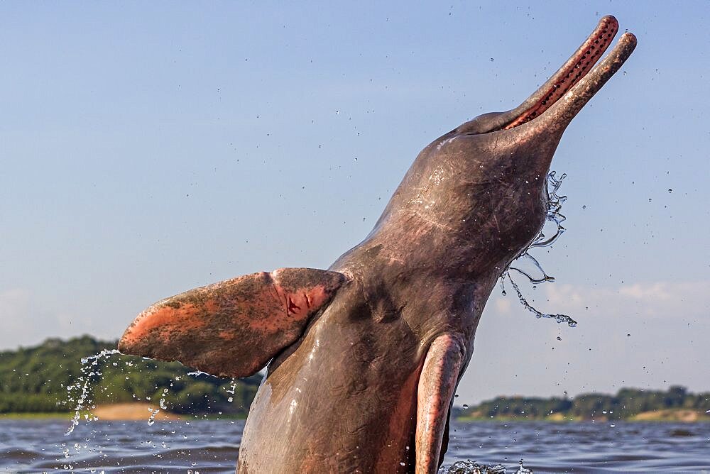 Amazon River Dolphin, Pink River Dolphin or Boto (Inia geoffrensis) , extremely rare picture of wild animal breaching , Threatened species (IUCN Red List), along Rio Negro, Amazon river basin, Amazonas state, Manaus, Brazil, South America