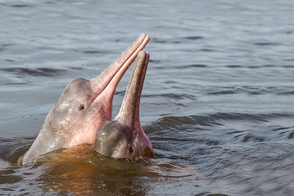 Amazon River Dolphin, Pink River Dolphin or Boto (Inia geoffrensis) , Two wild animals in tannin-rich water , extremely rare picture of wild animals spyhopping ,Threatened species (IUCN Red List), along Rio Negro, Amazon river basin, Amazonas state, Manaus, Brazil, South America