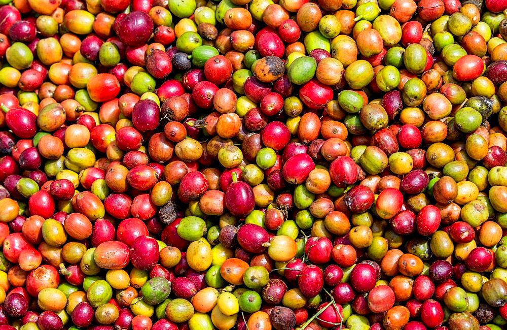 Grains of ripe coffee close-up. Coffee plantation. East Africa.