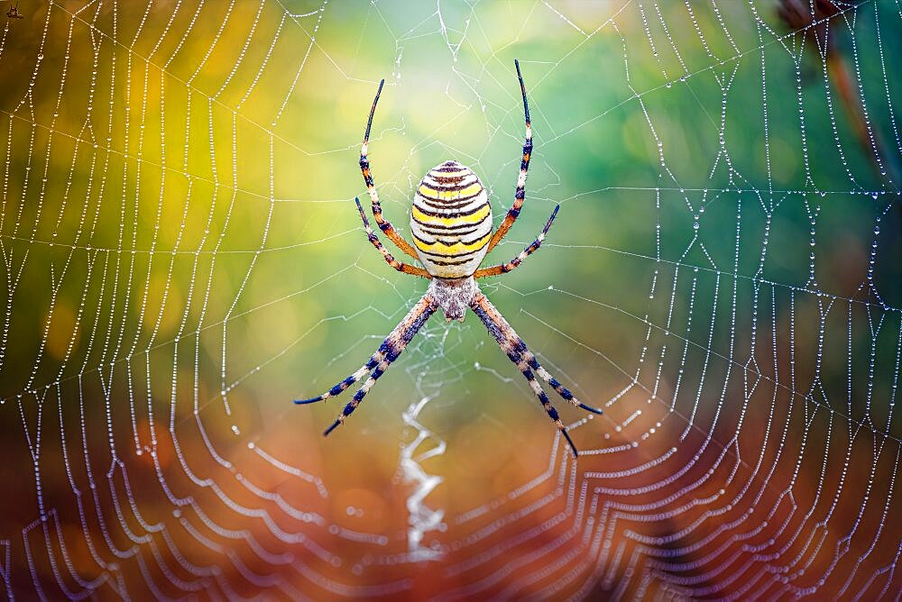 Wasp spider (Argiope bruennichi) on its web, view from the top, Villarotta, Reggio Emilia, Italy