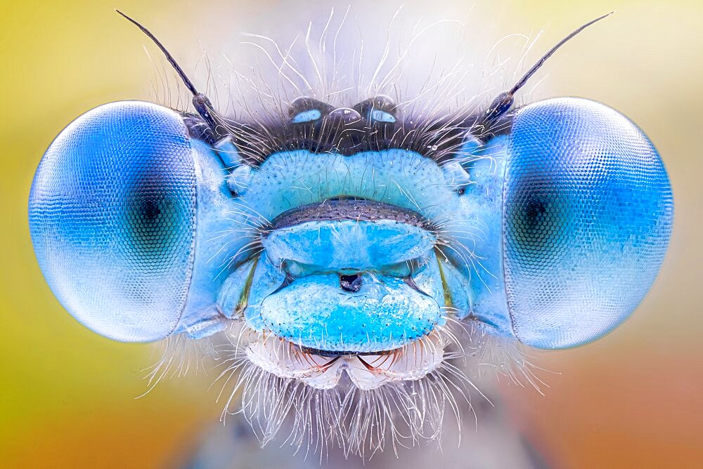 Eyes of a damselfly, Luzzara, Reggio Emilia, Italy