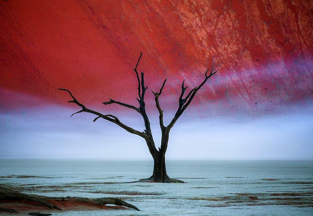 Dead acacia tree on the background of sand dunes and stripes of morning fog. A very rare natural phenomenon for these places. Stunning light, color and shape. Sossusvlei. Deadvlei. Namib-Naukluft National Park. Landscapes of Namibia. Africa.