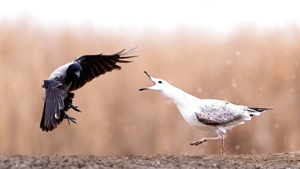 Fight. Seagull (Larus sp) facing Hooded Crow (Corvus cornix). Slovakia