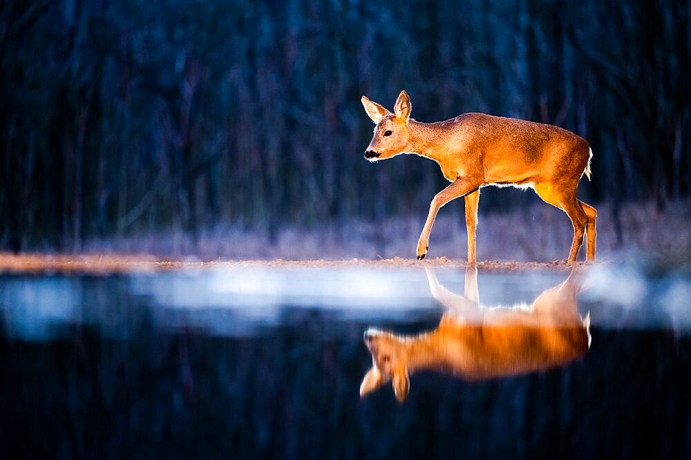 Roe. Roe deer (Capreolus capreolus) at the edge of water, Slovakia