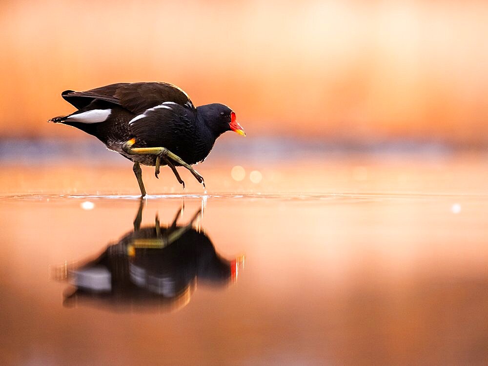 Moorhen (Gallinula chloropus) in a lake in a morning. Slovakia