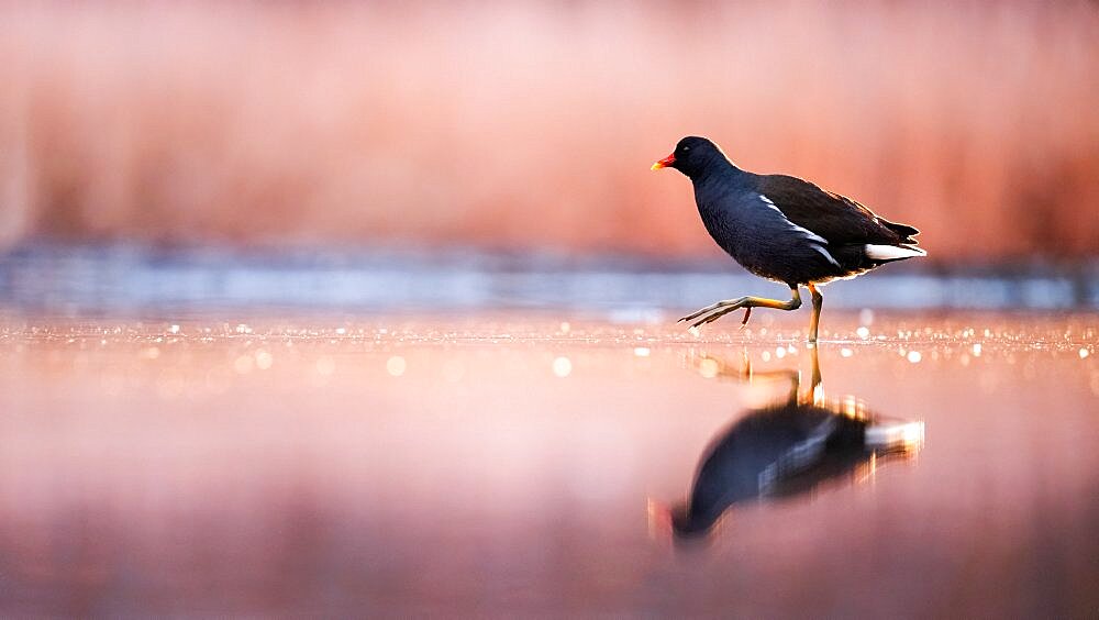 Moorhen (Gallinula chloropus) in a lake in a morning. Slovakia