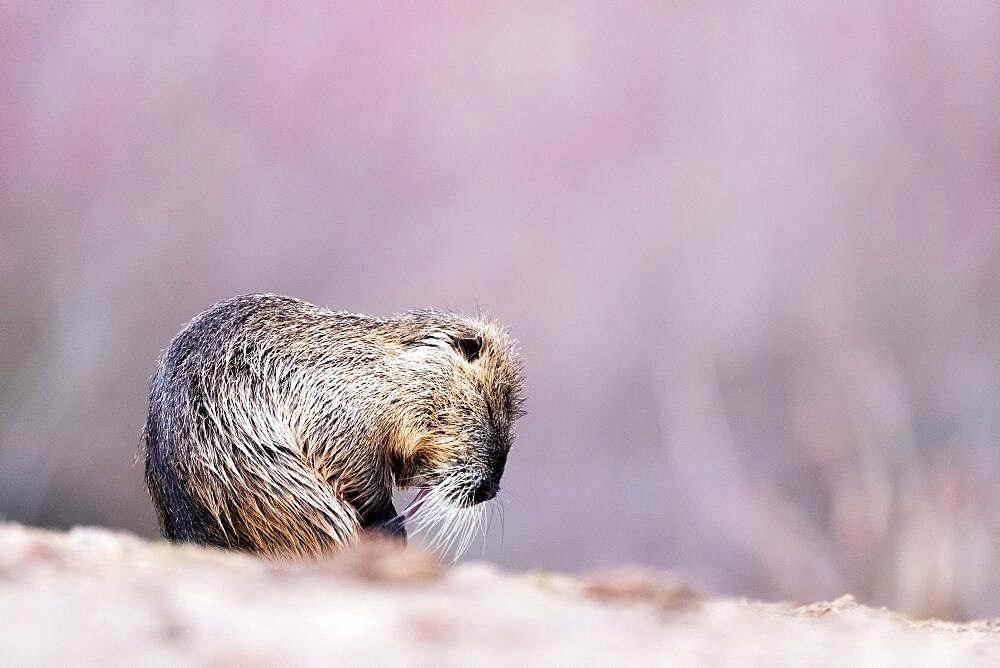 Nutria (Myocastor coypus), Slovakia