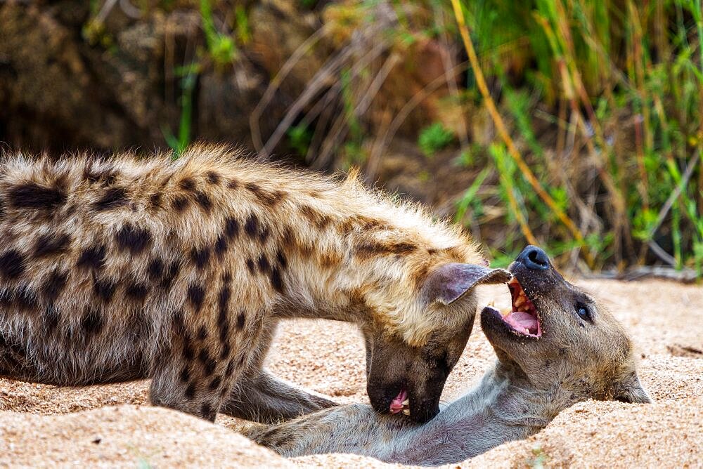 Spotted hyena or laughing hyena (Crocuta crocuta). Kruger National Park. Mpumalanga. South Africa.