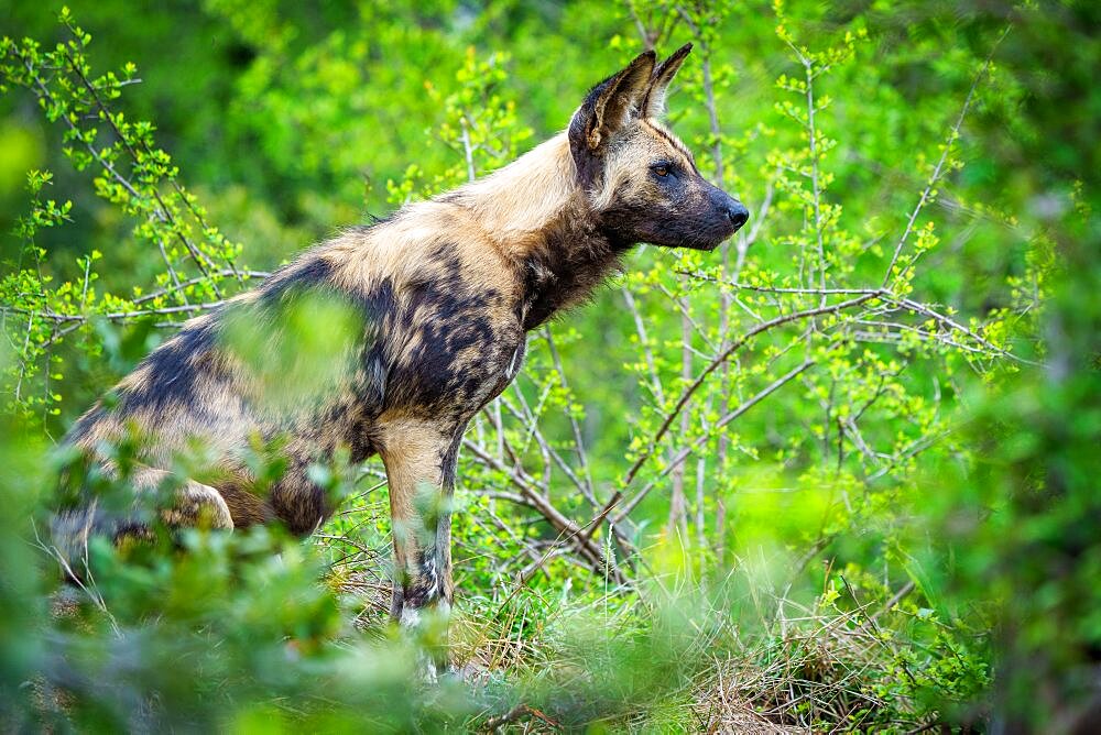 African wild dog, African painted dog, painted wolf or African hunting dog (Lycaon pictus). Mpumalanga. South Africa.