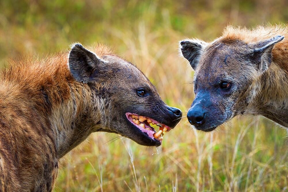 Spotted hyena or laughing hyena (Crocuta crocuta) showing submissive behaviour by flattening the ears and showing teeth. Mpumalanga. South Africa.