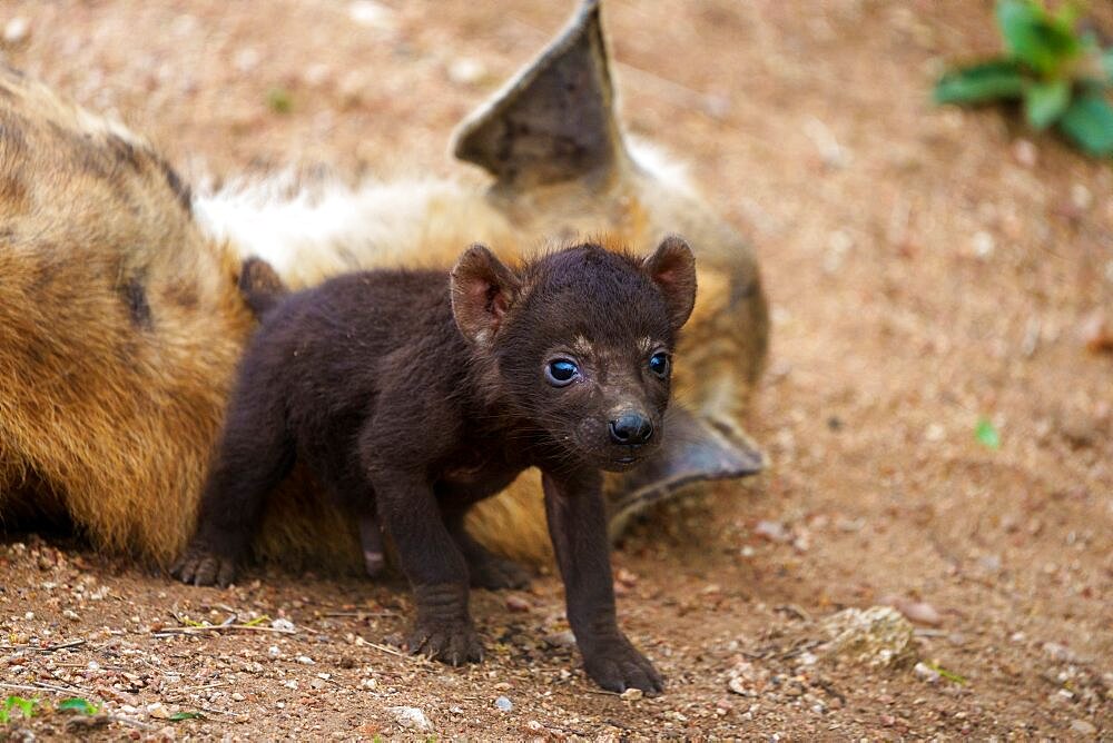 Spotted hyena or laughing hyena (Crocuta crocuta) cub with its mother. Cubs are born dark brown and when they are 2 - 3 month old, change to the adult coloration. Mpumalanga. South Africa.