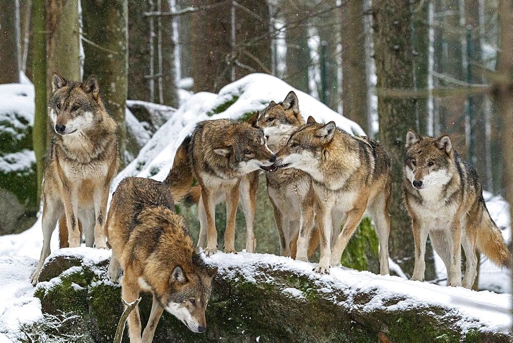 Wolfs (Canis Lupus) on snow, captive, Sumava National Park, Bohemian Forest, Czech Republic, Europe