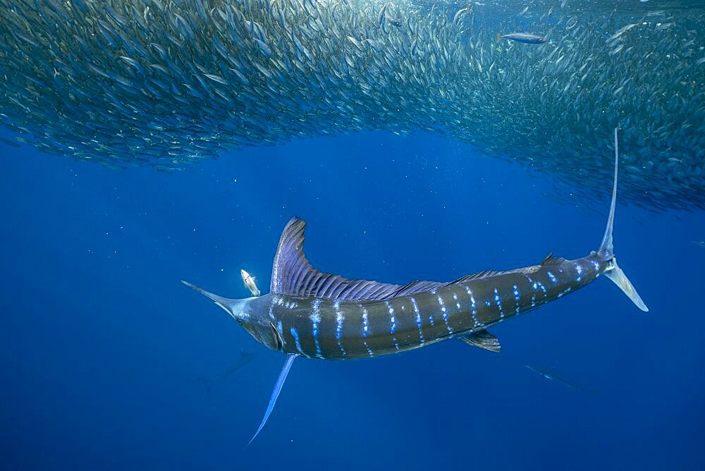 Striped marlin (Tetrapturus audax) feeding on sardine's bait ball (Sardinops sagax), Magdalena Bay, West Coast of Baja California Peninsula, Pacific Ocean, Mexico