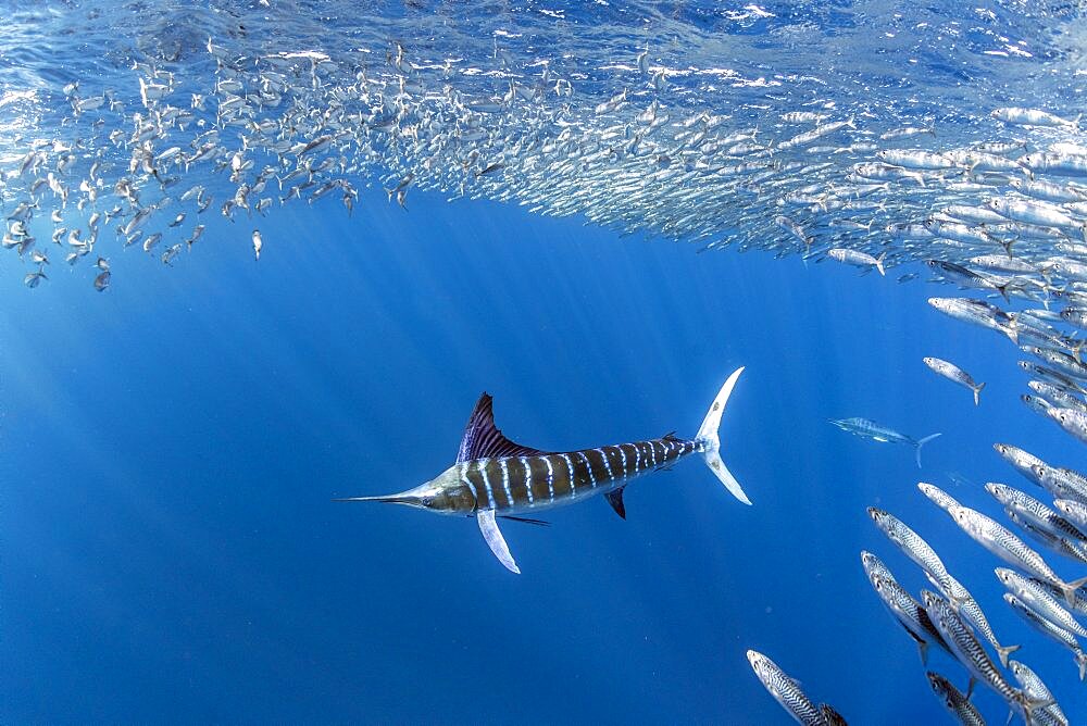 Striped marlin (Tetrapturus audax) feeding on sardine's bait ball (Sardinops sagax), Magdalena Bay, West Coast of Baja California Peninsula, Pacific Ocean, Mexico