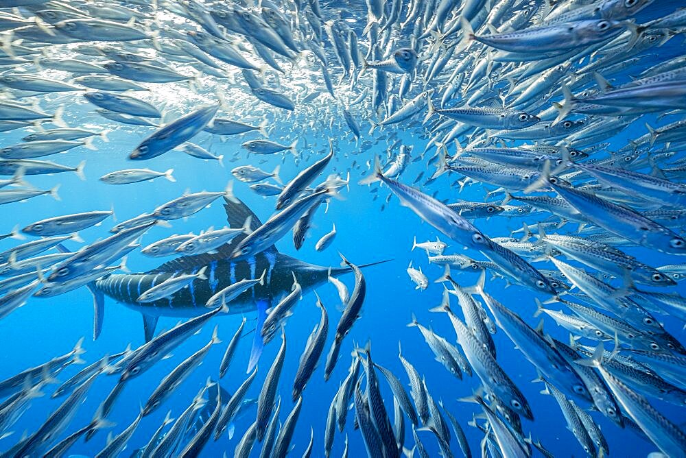 Striped marlin (Tetrapturus audax) feeding on sardine's bait ball (Sardinops sagax), Magdalena Bay, West Coast of Baja California Peninsula, Pacific Ocean, Mexico