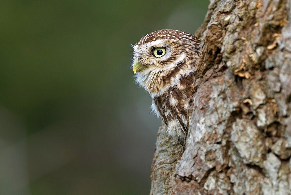 Little owl (Athena noctua) peeking from his hole, England