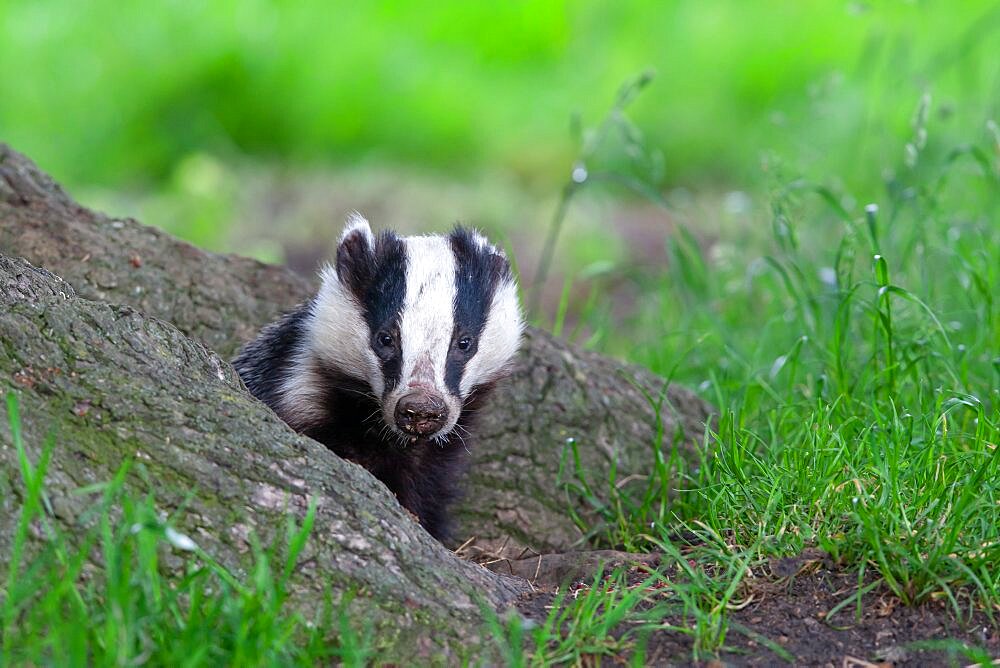 Badger (Meles meles) coming out from under an oak tree