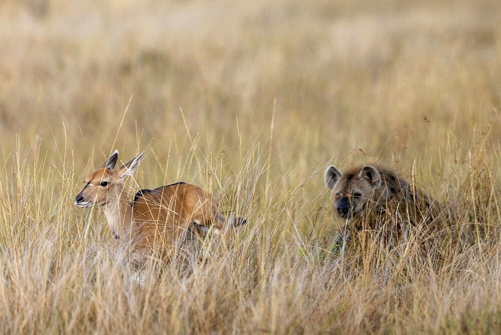 Young Common eland (Tragelaphus oryx) with Speckled hyena (Crocuta crocuta), in the savanna, Masai Mara National Reserve, National park, Kenya, East Africa, Africa