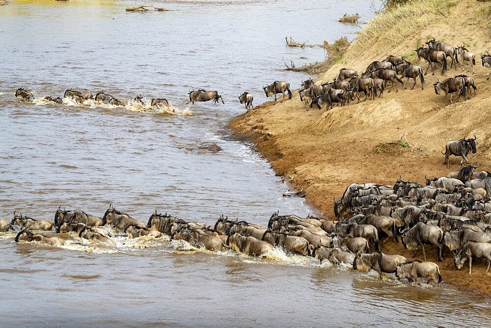 Wildebeest group crossing the Mara river, Masai Mara National Reserve, National Park, Kenya, East Africa, Africa