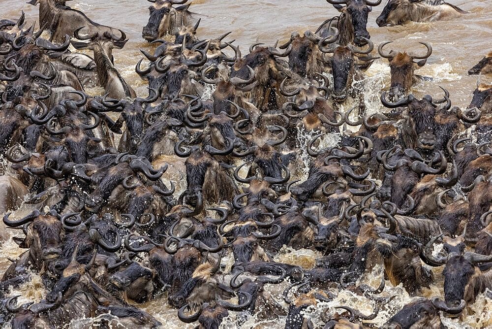 Wildebeest group crossing the Mara river, Masai Mara National Reserve, National Park, Kenya, East Africa, Africa