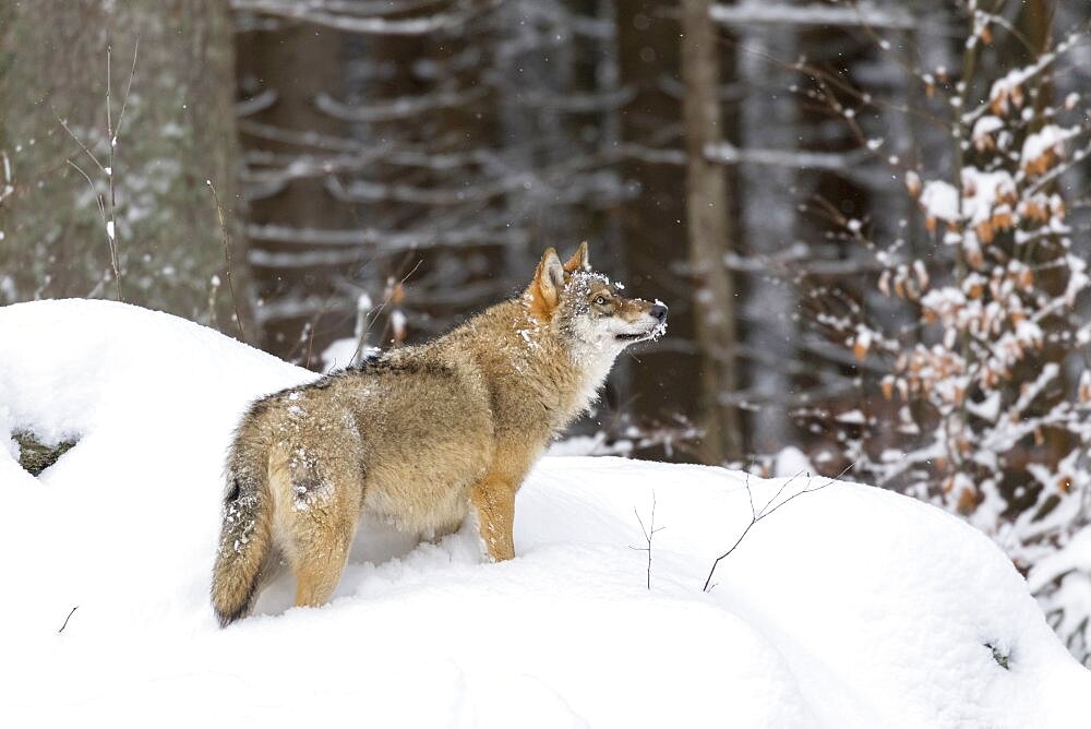 Gray Wolf (Canis lupus) during winter in National Park Bavarian Forest (Bayerischer Wald). Europe, Central Europe, Germany, Bavaria, January