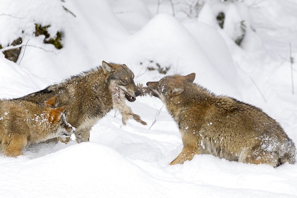 Gray Wolf (Canis lupus) during winter in National Park Bavarian Forest (Bayerischer Wald). Europe, Central Europe, Germany, Bavaria, January