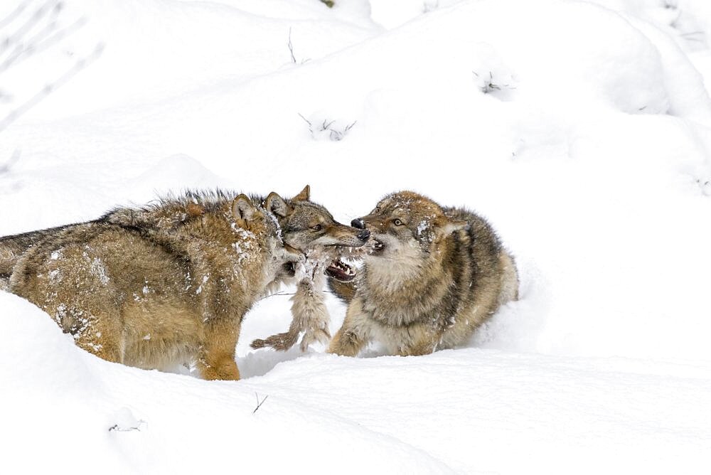 Gray Wolf (Canis lupus) during winter in National Park Bavarian Forest (Bayerischer Wald). Europe, Central Europe, Germany, Bavaria, January