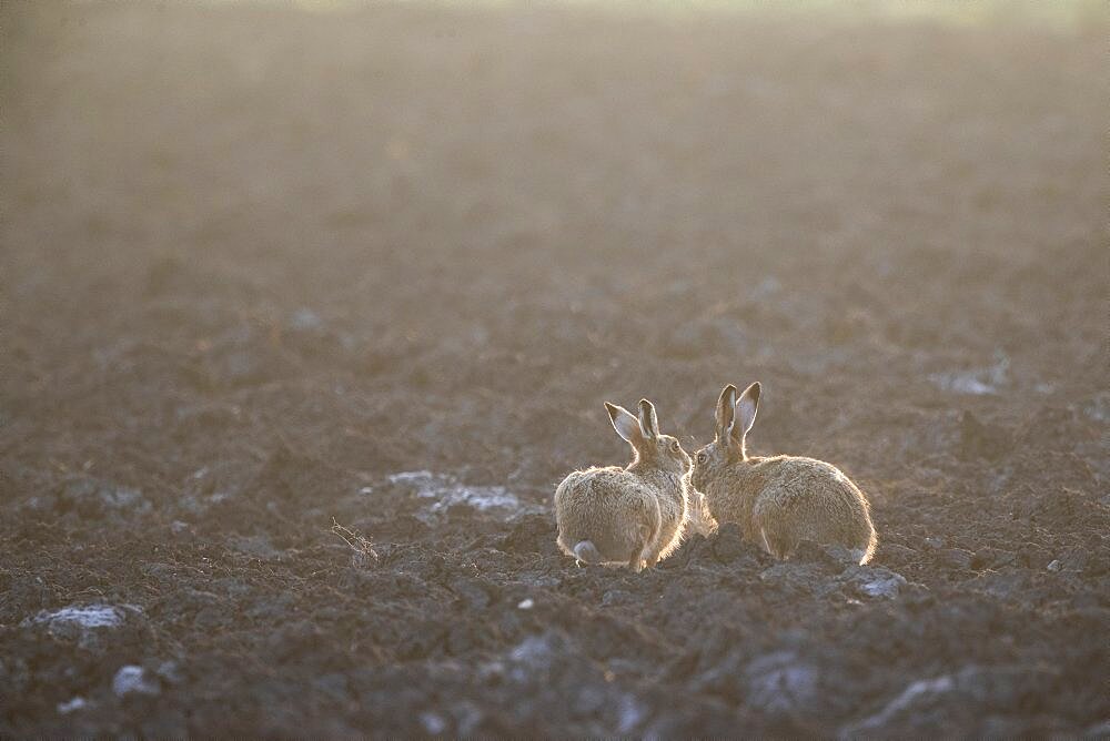 Brown hare (Lepus europaeus) in a field, Switzerland.