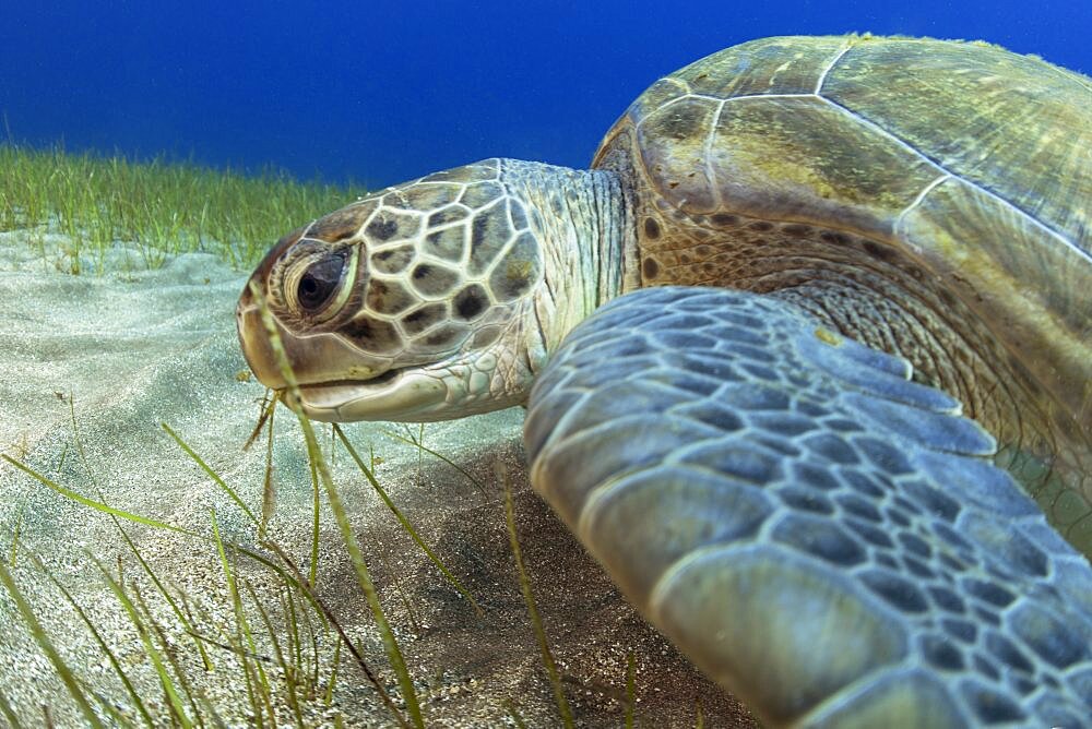 Green sea turtle (Chelonia mydas) in seagrass - seagrass, sebadal, seba (Cymodocea nodosa). Of all the sea turtles that exist, it is the only omnivorous species, feeding in its subadult and adult state on marine plants and algae. Underwater bottoms of the Canary Islands, Tenerife.