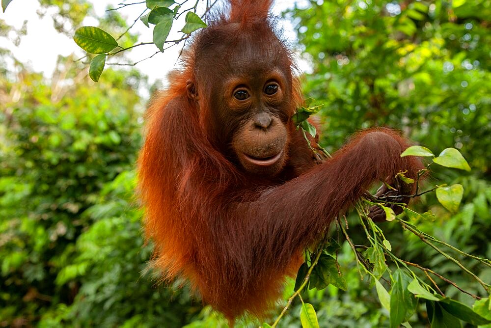 Bornean orangutan (Pongo pygmaeus) juvenile playing in tree, Tanjung Puting National Park, Central Kalimantan, Indonesia