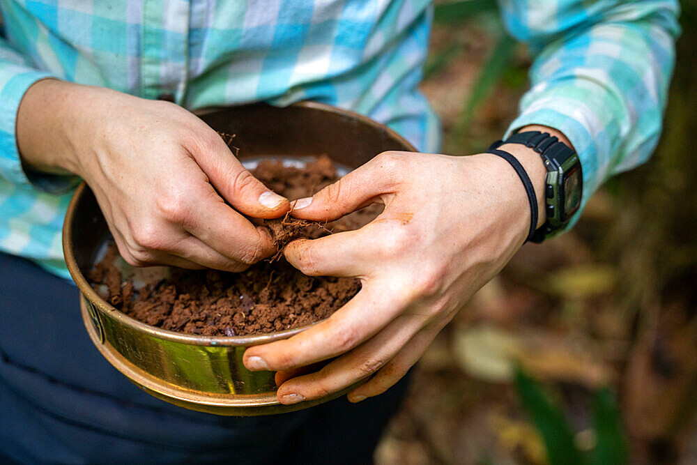 27-year-old researcher working on nitrogen exchange between bacteria and the roots of legumes in the rainforest at the "La Selva" research station in Puerto Viejo de Sarapiqui, Costa Rica