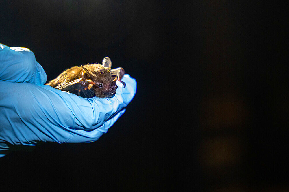 Sowell's short-tailed bat (Carollia sowelli) caught as part of a pollination study, rainforest at the "La Selva" research station in Puerto Viejo de Sarapiqui, Costa Rica