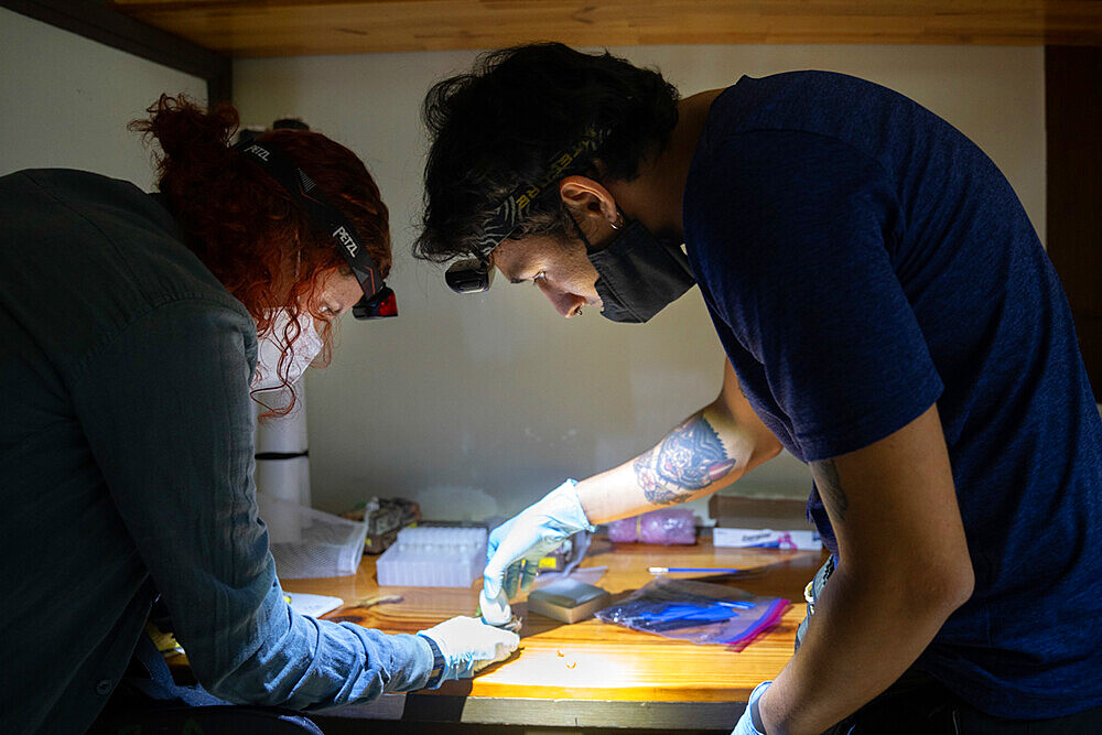 Researchers applying tape to the hairs of a bat to test methods to capture the pollen it carries as part of a pollination study, rainforest at the 'La Selva' research station in Puerto Viejo de Sarapiqui, Costa Rica