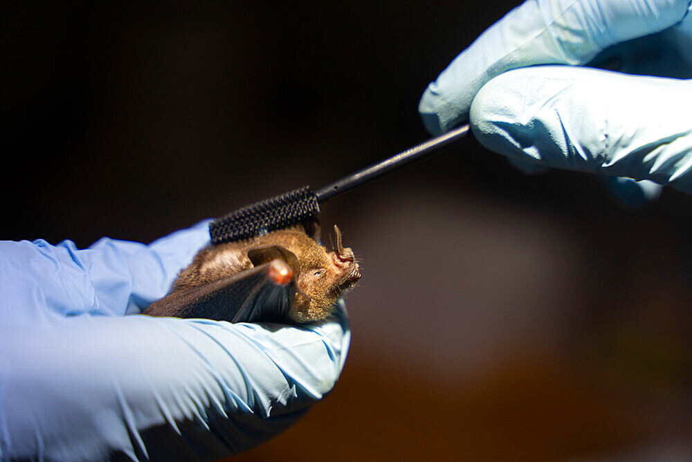 Researchers applying a mascara brush to the hairs of a Sowell's short-tailed bat (Carollia sowelli) to test methods to capture pollen that bats may carry as part of a pollination study, rainforest at the "La Selva" research station in Puerto Viejo de Sarapiqui, Costa Rica