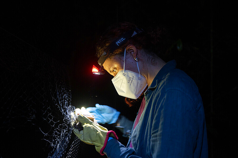 Researcher unhooking a bat caught in a net as part of a pollination study, rainforest at the "La Selva" research station in Puerto Viejo de Sarapiqui, Costa Rica