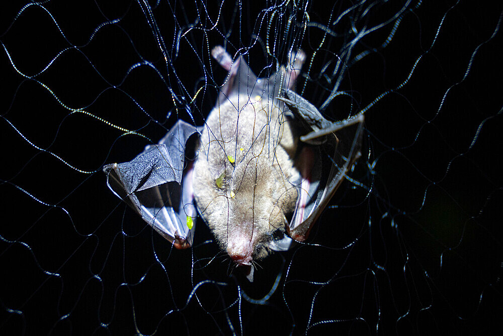 Bat caught in a net as part of a pollination study, rainforest at the "La Selva" research station in Puerto Viejo de Sarapiqui, Costa Rica