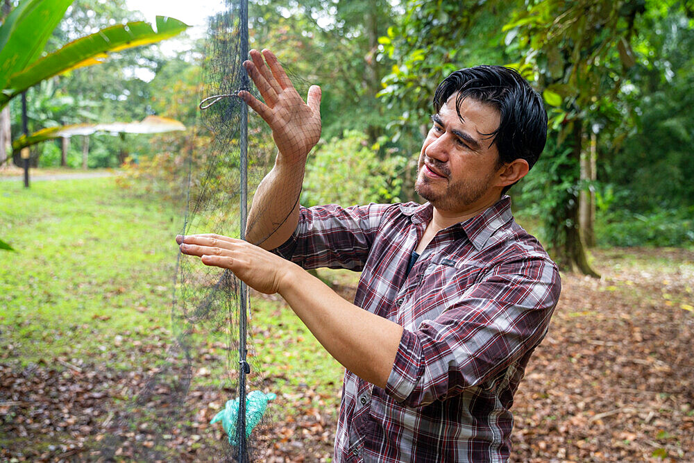 Researcher setting up a net to capture hummingbirds as part of a pollination study, rainforest at the "La Selva" research station in Puerto Viejo de Sarapiqui, Costa Rica